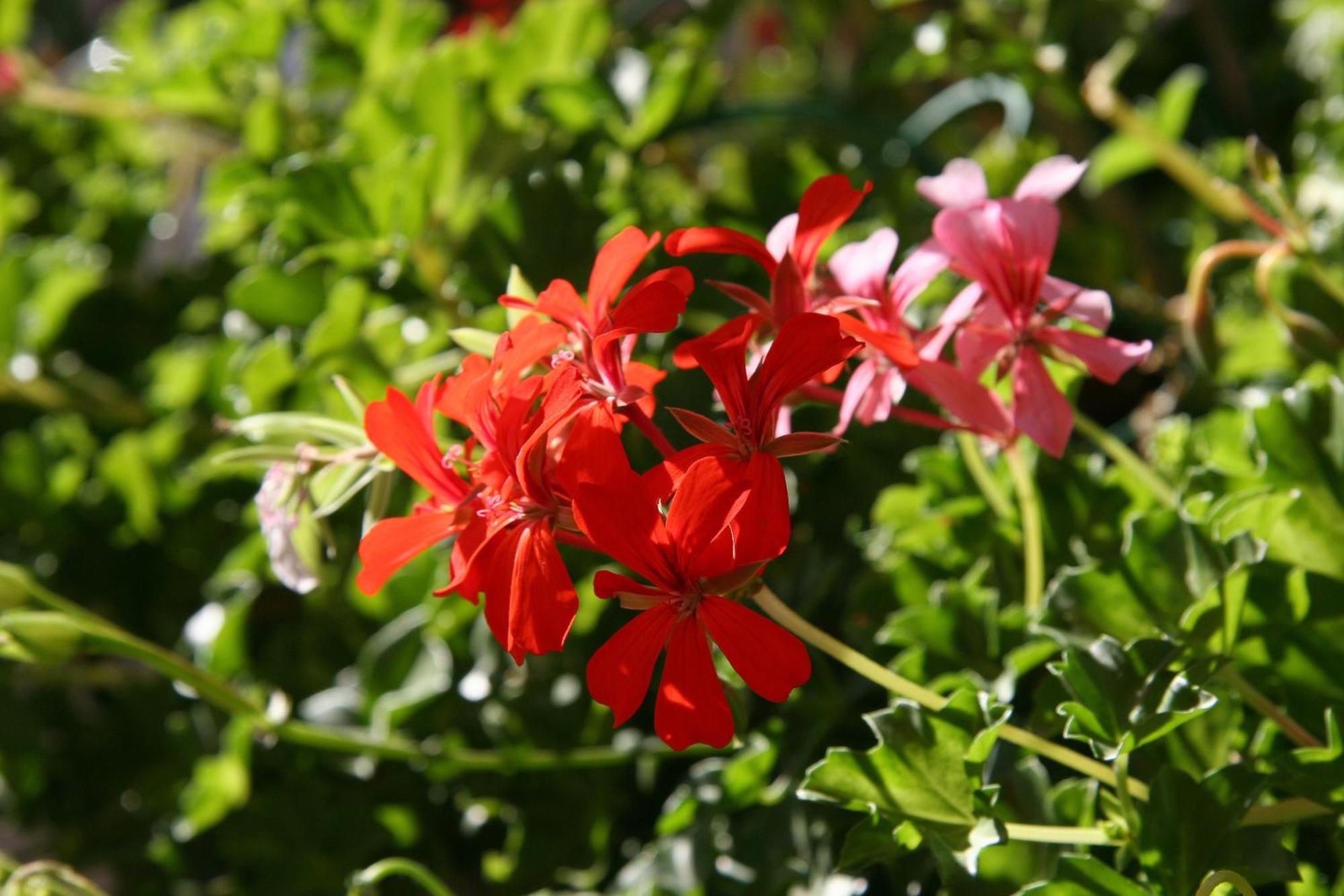 Logis Hotel Restaurant Les Geraniums Le Barroux Exterior photo